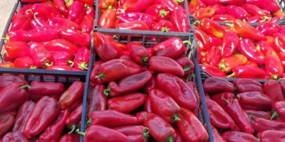 De agosto a octubre, ofrecemos pimiento rojo kapia para