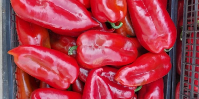 De agosto a octubre, ofrecemos pimiento rojo kapia para