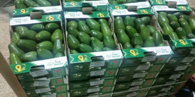 Vendo mango egipcio, el mejor del mundo. Directamente del