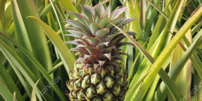 Vendo mango egipcio, el mejor del mundo. Directamente del
