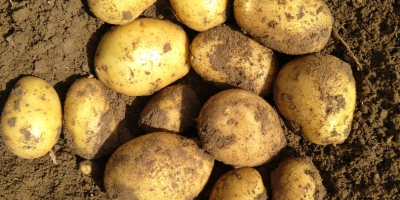 Vendo papa variedad carrera paquete de 25kg o BB.