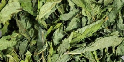 HOJAS ENTERAS AROMA FUERTE COLOR VERDE NATURAL SECADO AL