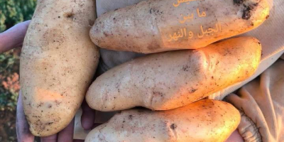 Entregamos frutas y verduras frescas, cuidadosamente seleccionadas y envasadas,
