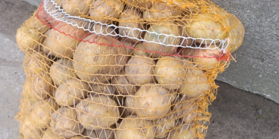 Hola, tengo patatas Vineta y Queen Anna recién cosechadas