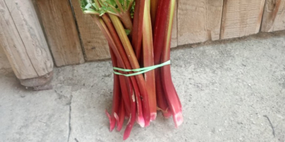 Hola vendo ruibarbo frambuesa, cantidades a convenir, puedo preparar