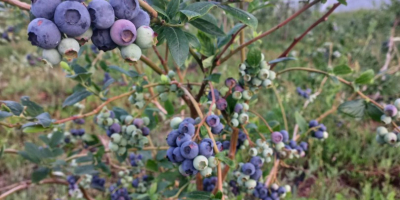 Busco entre 300 y 400 kg de arándanos cultivados.