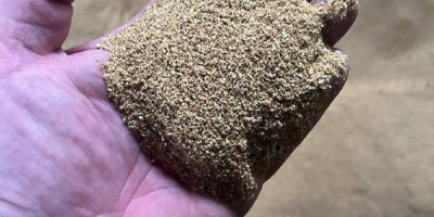 Vendo DDGS (Granos secos de destilería con solubles) –
