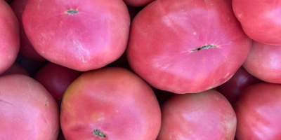 Ofrecemos tomates rosados
