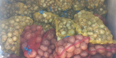 Venta de cebollas