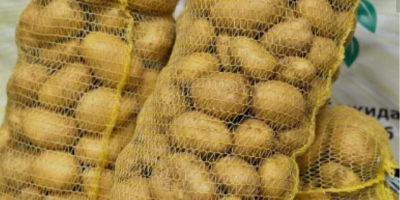 Hola, vendo papas Soraya de un productor. ¡Tengo cantidad!