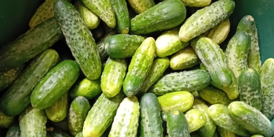 Vendo pepinos de mi propio cultivo.