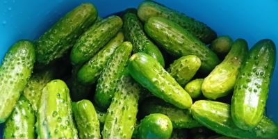 Vendo pepinos de mi propio cultivo.