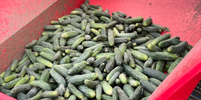 Vendo pepinos de campo de 9-12 cm, de 3