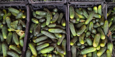 Vendo pepinos de campo de 9-12 cm, de 3