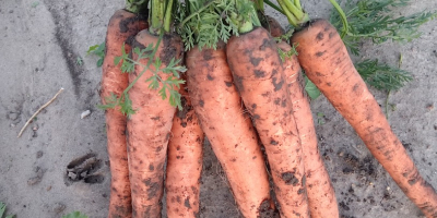 Venderé zanahorias, tamaño 4+, sanas, largas, cantidades de camión,