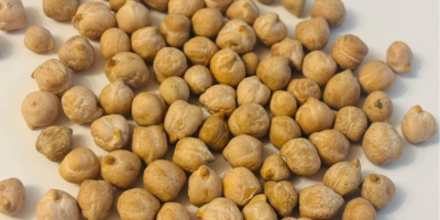Cosecha de garbanzos 2025