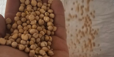 Cosecha de garbanzos 2025