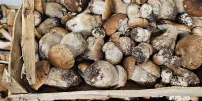 Vendo boletus comestible y seta espinosa.