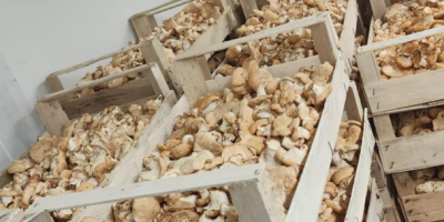 Vendo boletus comestible y seta espinosa.