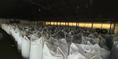 Ofrecemos avena orgánica Biosuisse, 50 toneladas, de alta calidad,