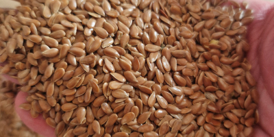 Ofrecemos avena orgánica Biosuisse, 50 toneladas, de alta calidad,
