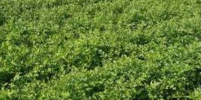 Hola, somos jóvenes agricultores[teléfono]emos plantado perejil, la caja lleva