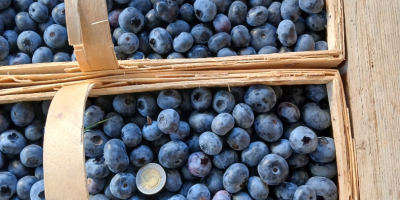 Hola, esta tarde vendo 200 cestas de 3 kg