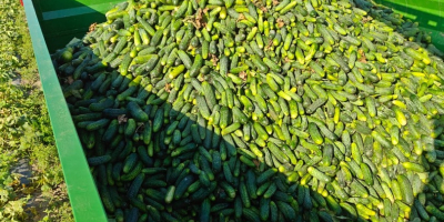 Vendo pepinos de campo a granel. De 1 a