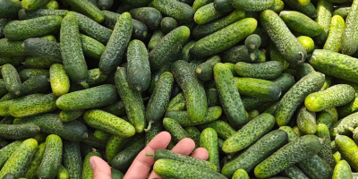Vendo pepinos de campo a granel. De 1 a