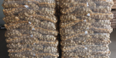 Vendo papas jóvenes comestibles con análisis fitopatológicos. Cantidades por