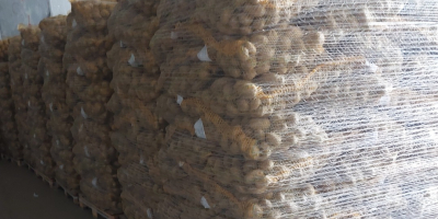 Vendo papas jóvenes comestibles con análisis fitopatológicos. Cantidades por