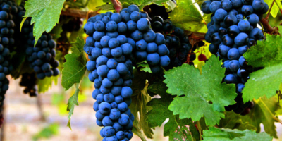 Contamos con uvas selectas de Primitivo, Falanghina y Aglianico,