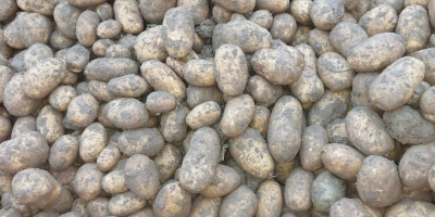 Se venden 250 toneladas de papas Fontane, clase 35+.