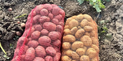 Se venden aproximadamente 40 toneladas de papas blancas y