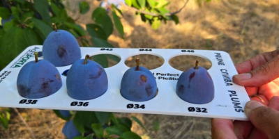 Ciruelas Stanley: ¡El dulce sabor de Moldavia! Jugosas, dulces