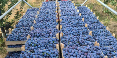 Ciruelas Stanley: ¡El dulce sabor de Moldavia! Jugosas, dulces