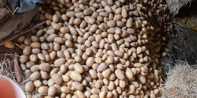 Vendo papa variedad soraya, tengo disponibles unas 3 toneladas.