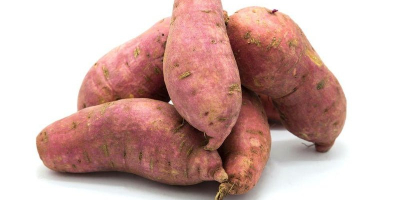 Berenjena fresca de granja egipcia. Productos relacionados: berenjena, berenjena
