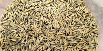 Vendo avena cosecha 2025, variedad bingo, cantidad aprox. 40
