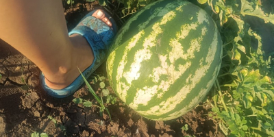 Vendo sandías, variedad profesional Sais, pequeñas y grandes cantidades,