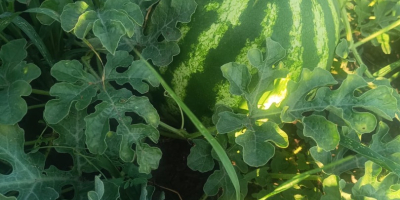 Vendo sandías, variedad profesional Sais, pequeñas y grandes cantidades,