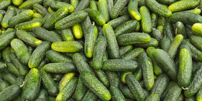Vendo pepinos de campo Albatros. Están seleccionados, sin arrugas.