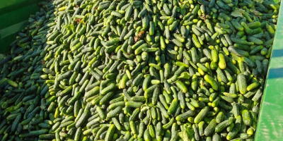 Vendo pepinos de campo Albatros. Están seleccionados, sin arrugas.