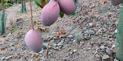 Se venden Mangos ecológicos de la axarquia del árbol