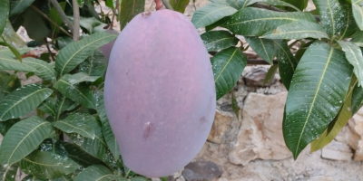 Se venden Mangos ecológicos de la axarquia del árbol