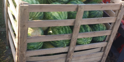 ¡EN VENTA! Sandía polaca, muy dulce. Precio negociable. Por