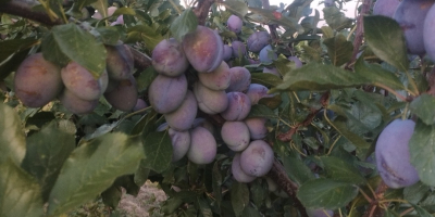 Ciruelas Stanley – Cosecha 2025. Cantidad disponible: 20 toneladas.