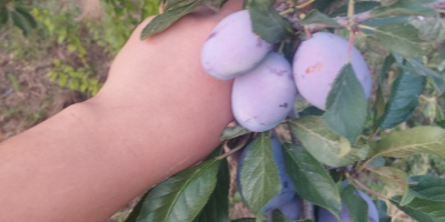 Ciruelas Stanley – Cosecha 2025. Cantidad disponible: 20 toneladas.