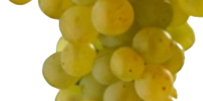 Vendo uvas para vinificación a granel en Somogysámson. Zenit,