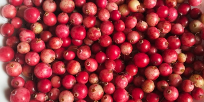 Vendo arándanos rojos de pantano frescos, recolectados por encargo